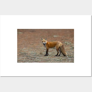 Red Fox - Algonquin Park, Canada Posters and Art